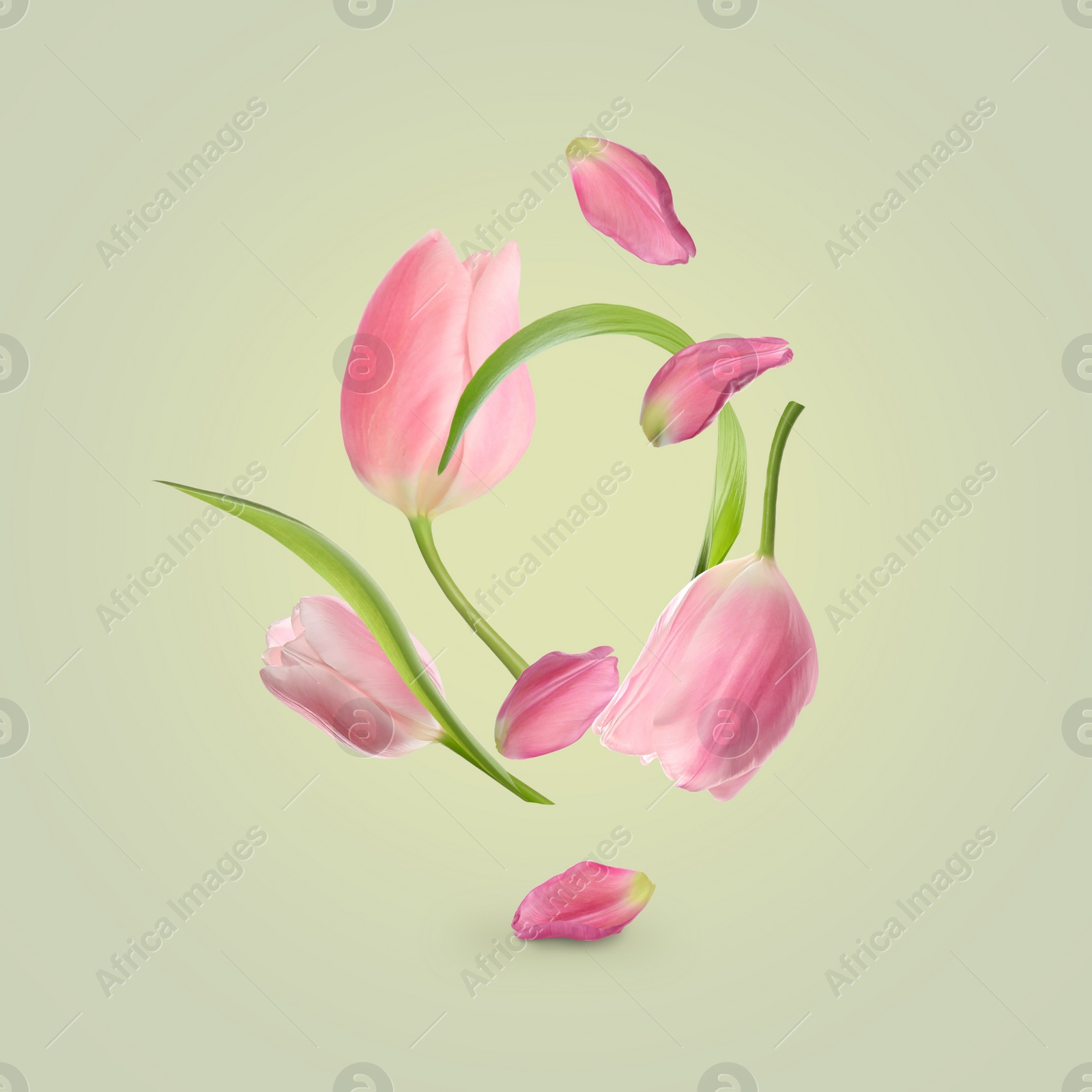 Image of Beautiful pink tulips flying on light background