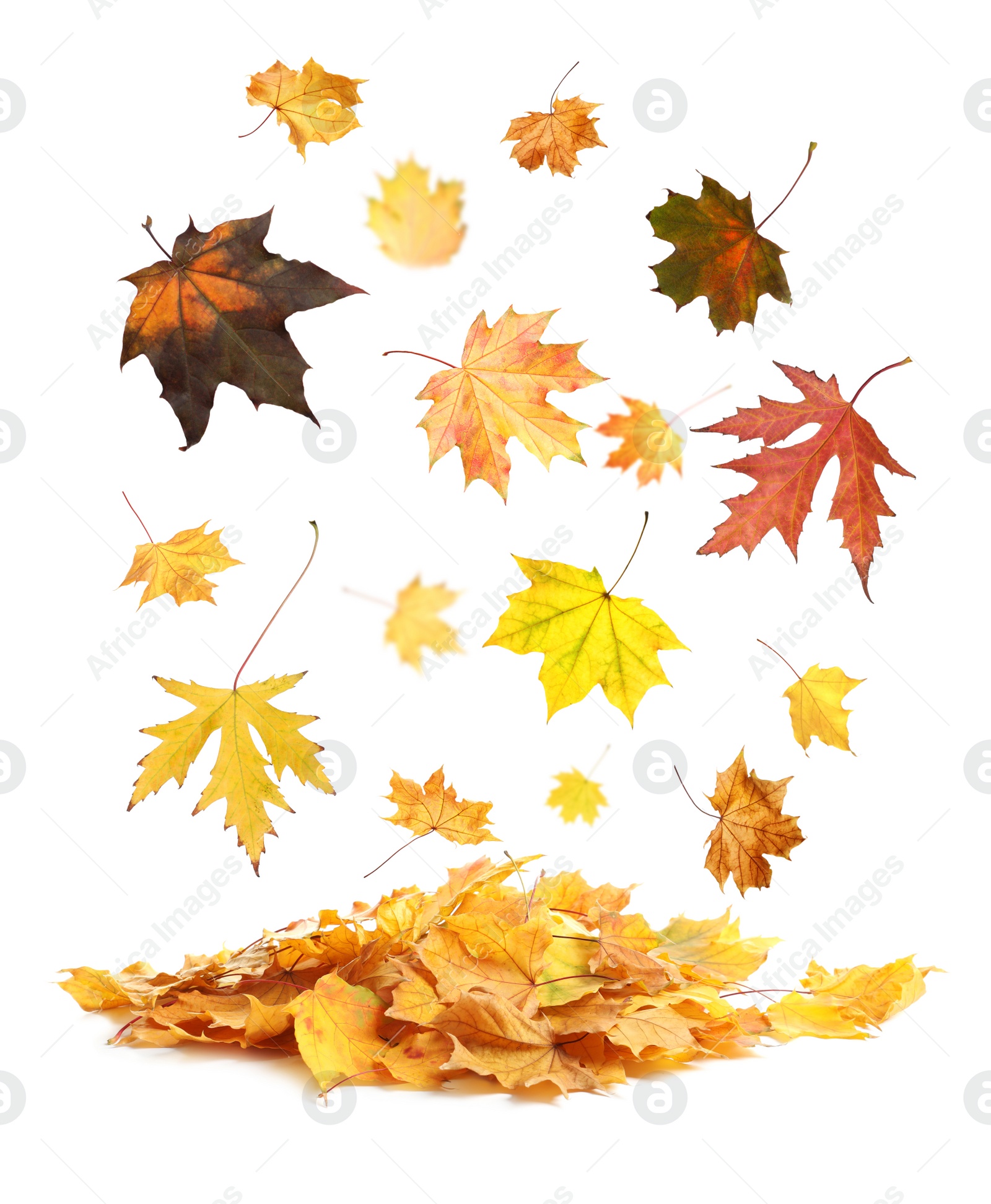 Image of Beautiful autumn leaves falling on white background