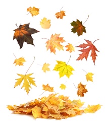 Image of Beautiful autumn leaves falling on white background