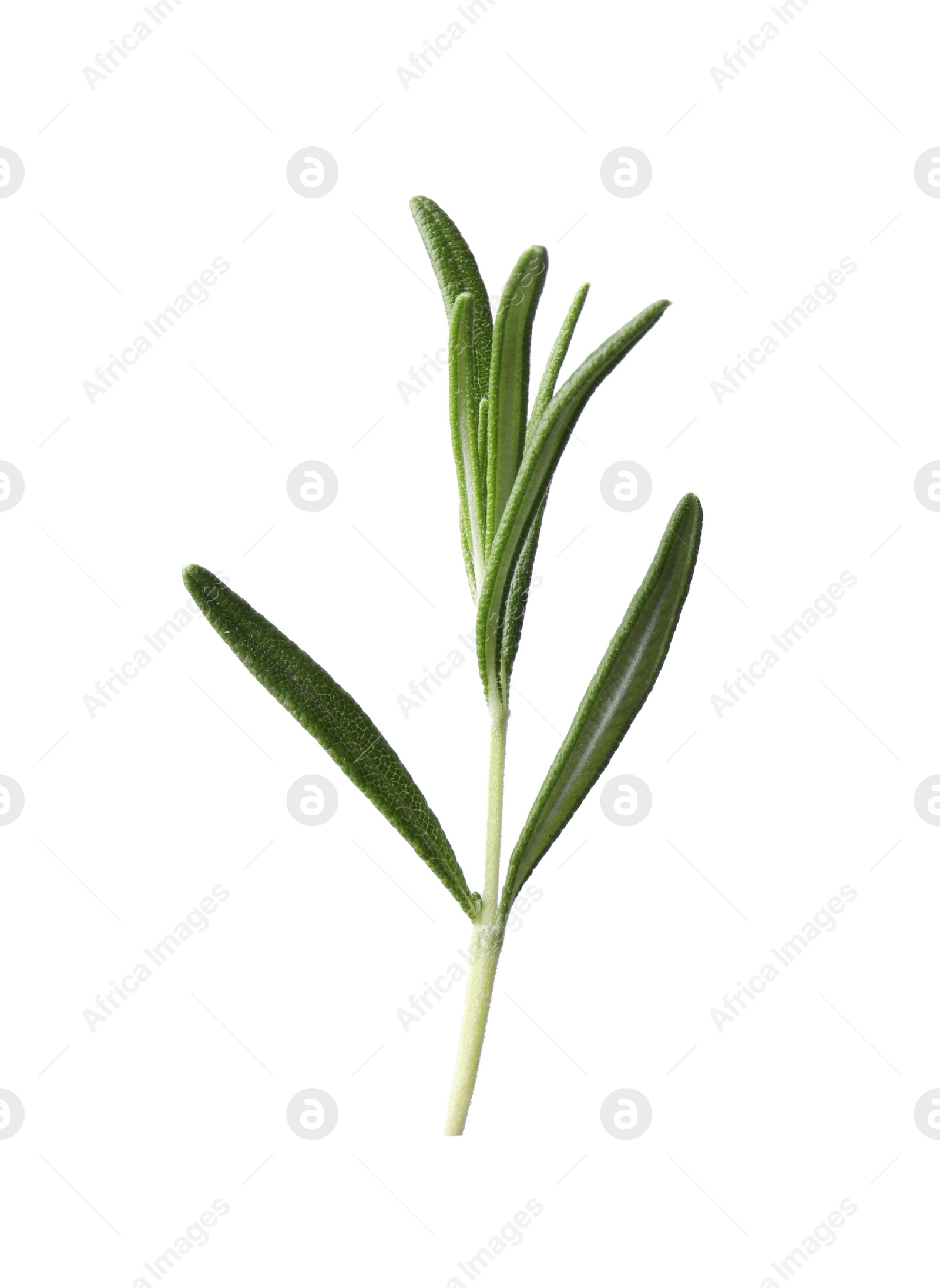 Photo of Aromatic fresh green rosemary isolated on white