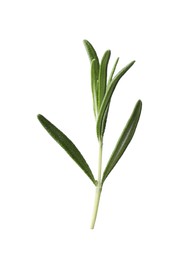 Aromatic fresh green rosemary isolated on white