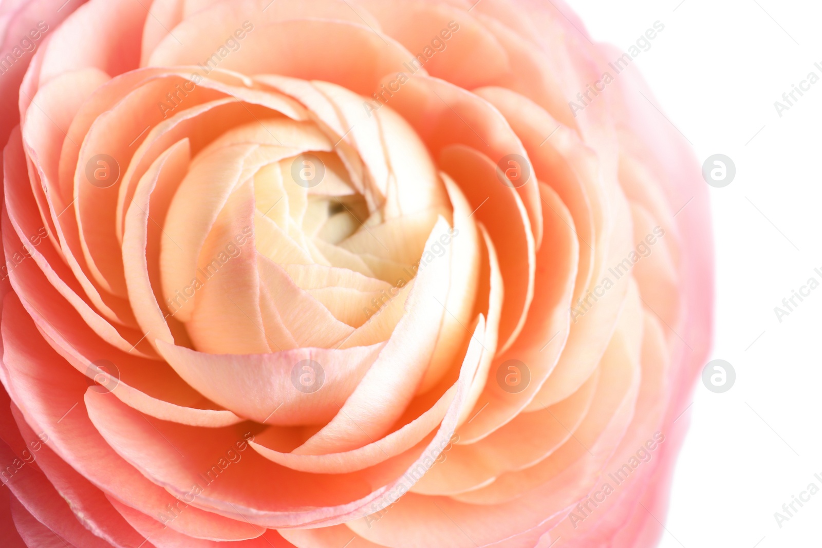 Photo of Beautiful fresh ranunculus flower on white background, closeup