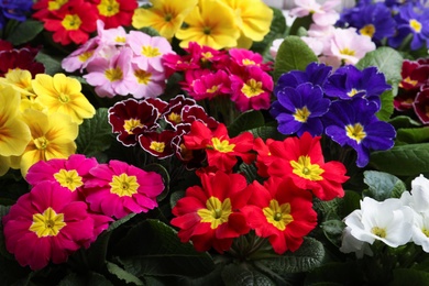 Photo of Beautiful primula (primrose) plants with colorful flowers as background, closeup. Spring blossom