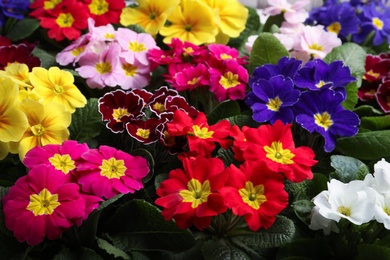 Beautiful primula (primrose) plants with colorful flowers as background, closeup. Spring blossom