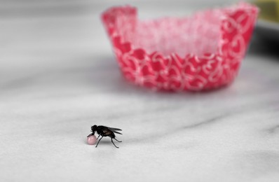 Fly eating cupcake decoration on white table