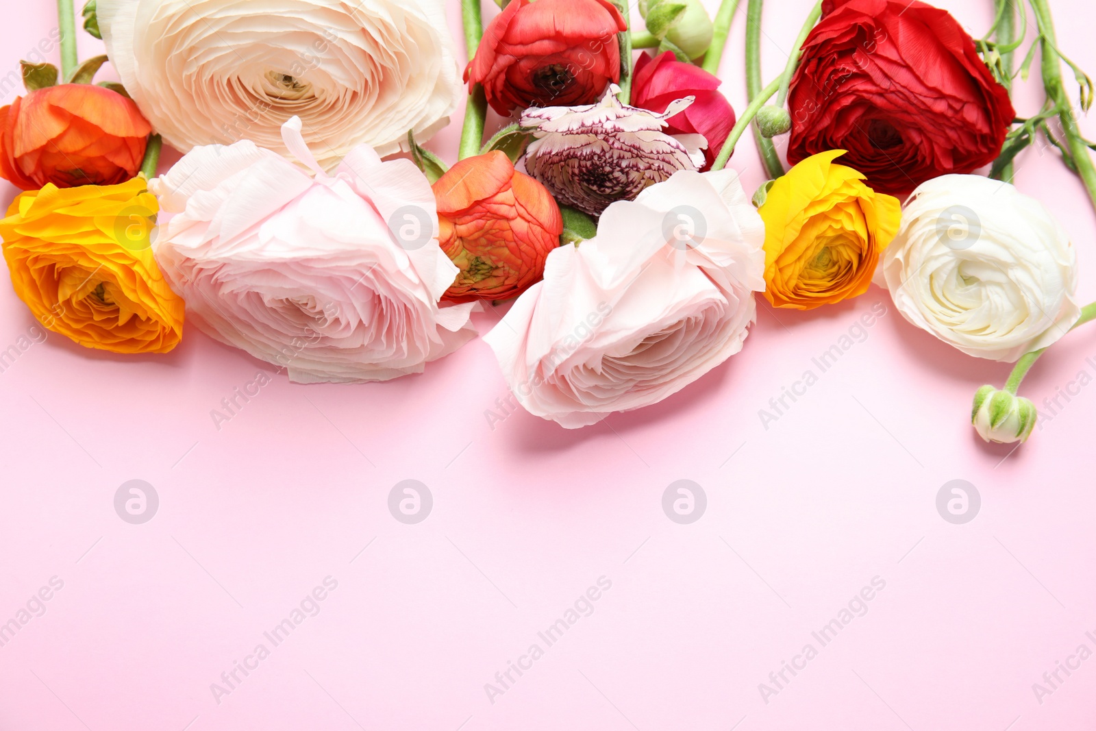 Photo of Beautiful ranunculus flowers on color background, above view. Space for text