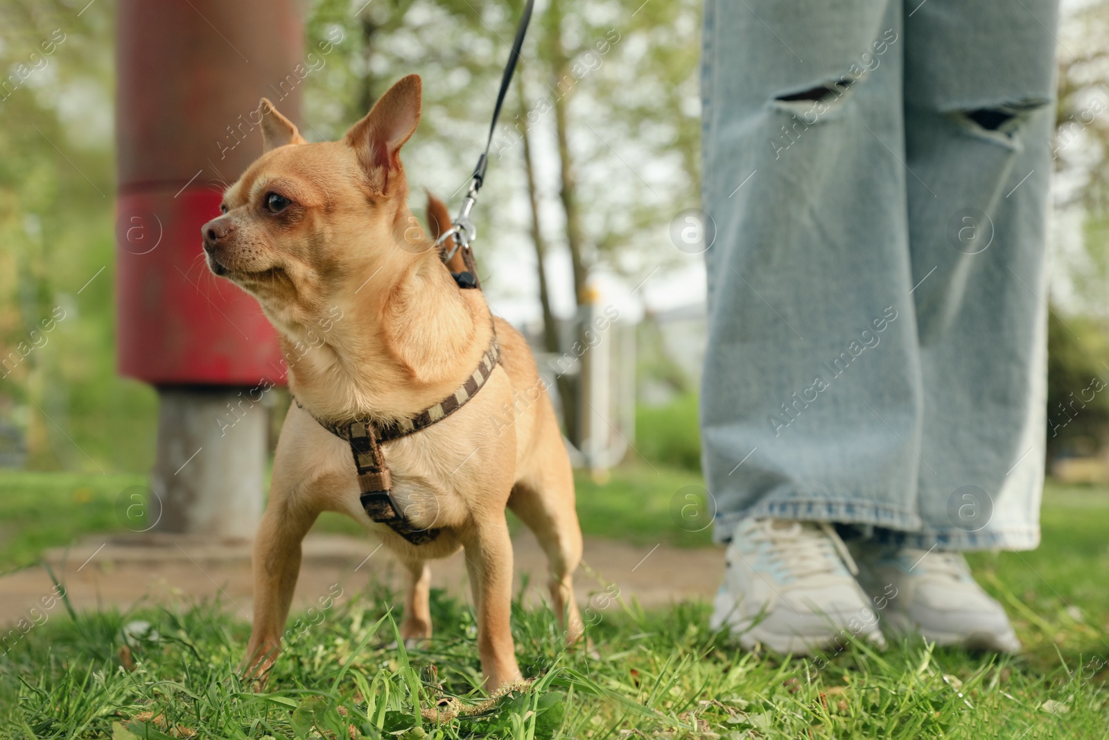 Photo of Woman walking with her chihuahua dog on green grass in park, closeup