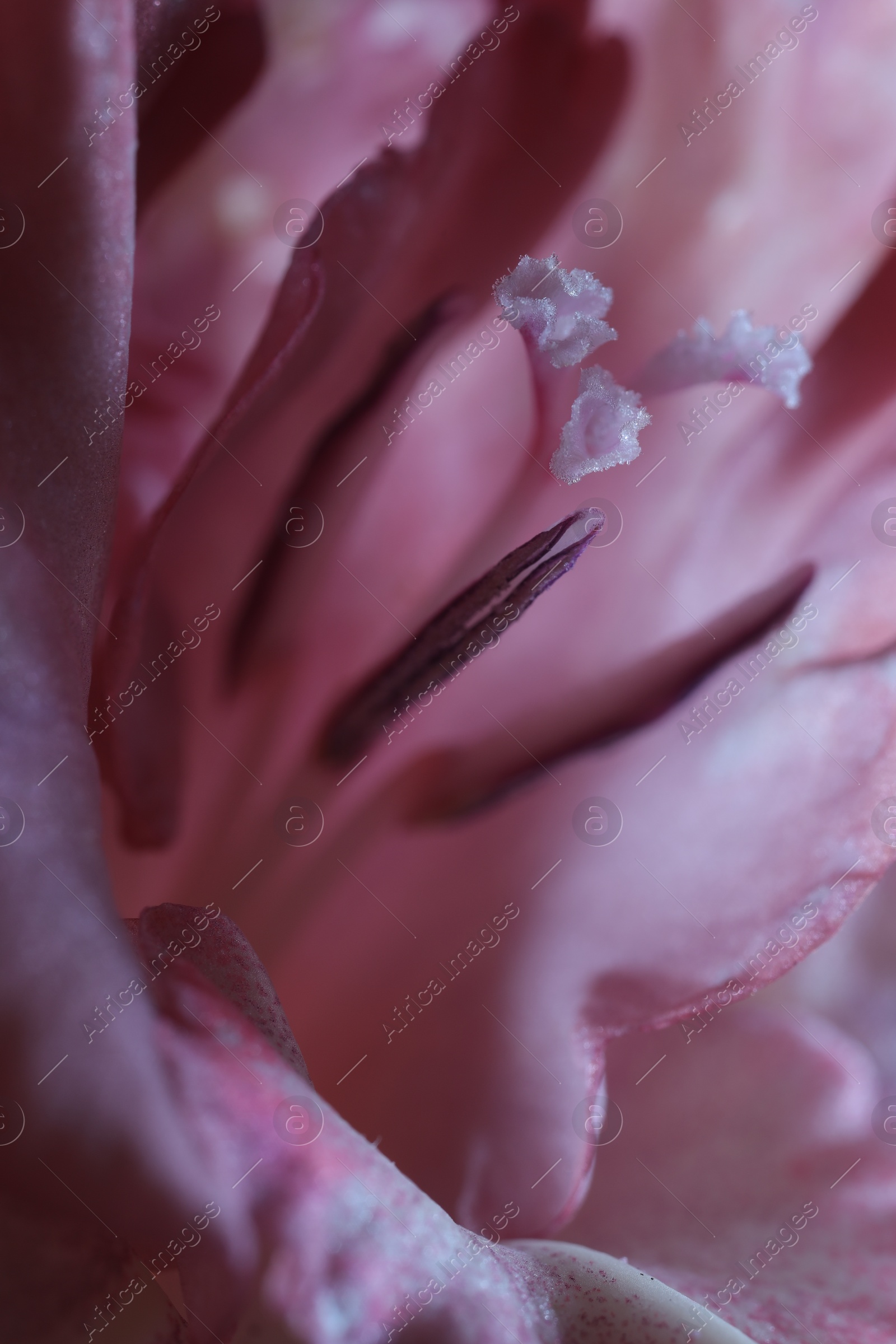 Photo of Beautiful pink Gladiolus flower as background, macro view