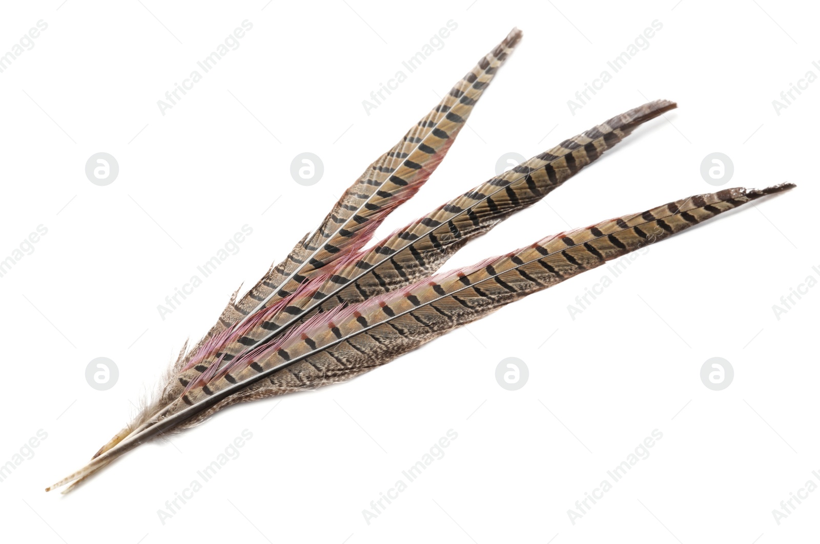 Photo of Beautiful brown bird feathers on white background