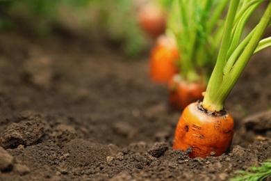Photo of Ripe carrots growing in soil, closeup with space for text. Organic farming