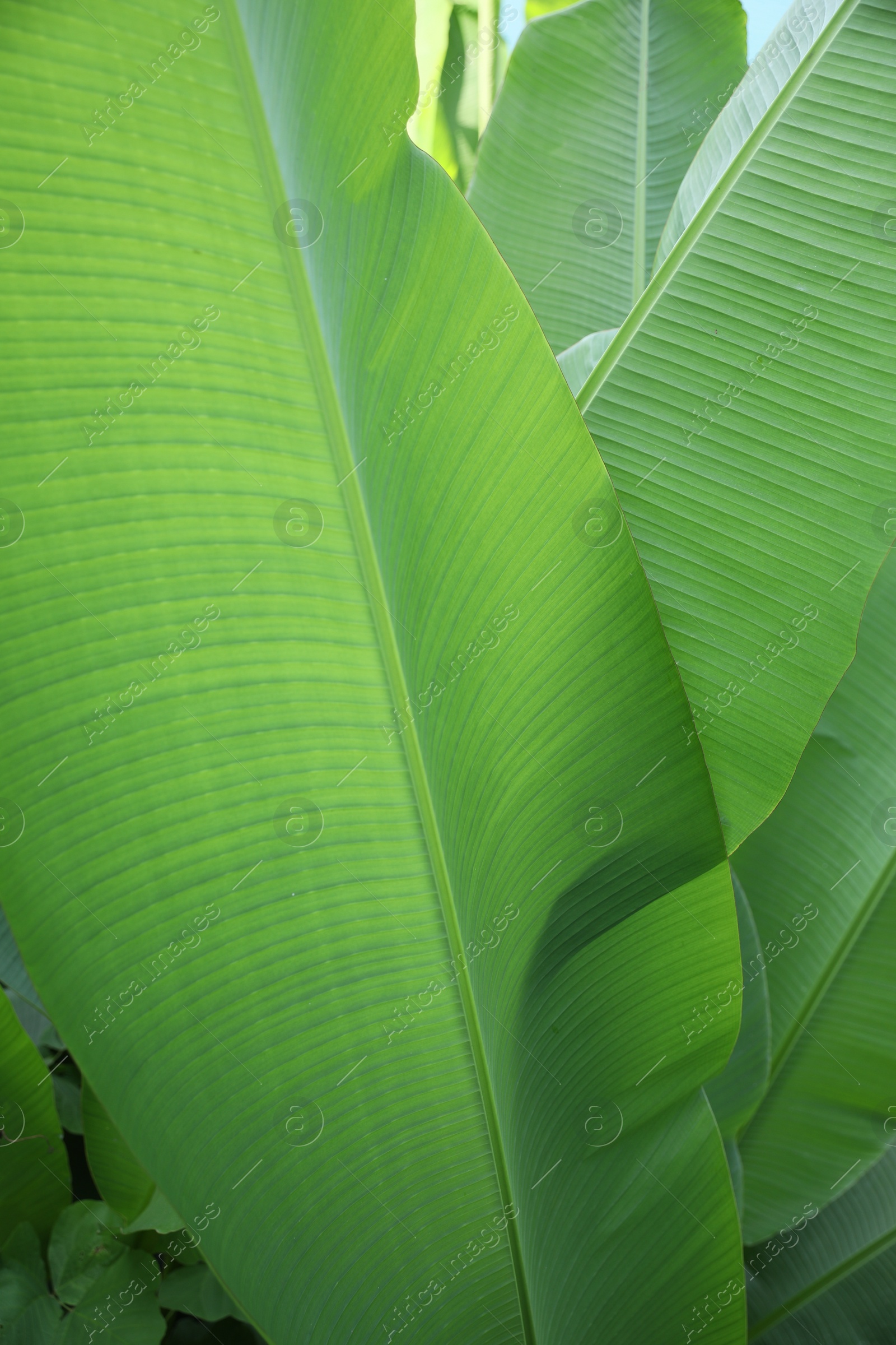 Photo of Beautiful lush green plants growing outdoors, closeup