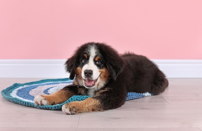Adorable Bernese Mountain Dog puppy on rug indoors