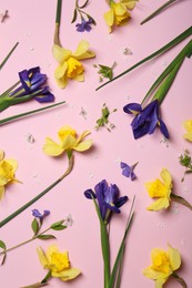 Flat lay composition of beautiful yellow daffodils and blue iris flowers on pink background