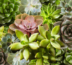 Image of Different beautiful succulents as background, top view