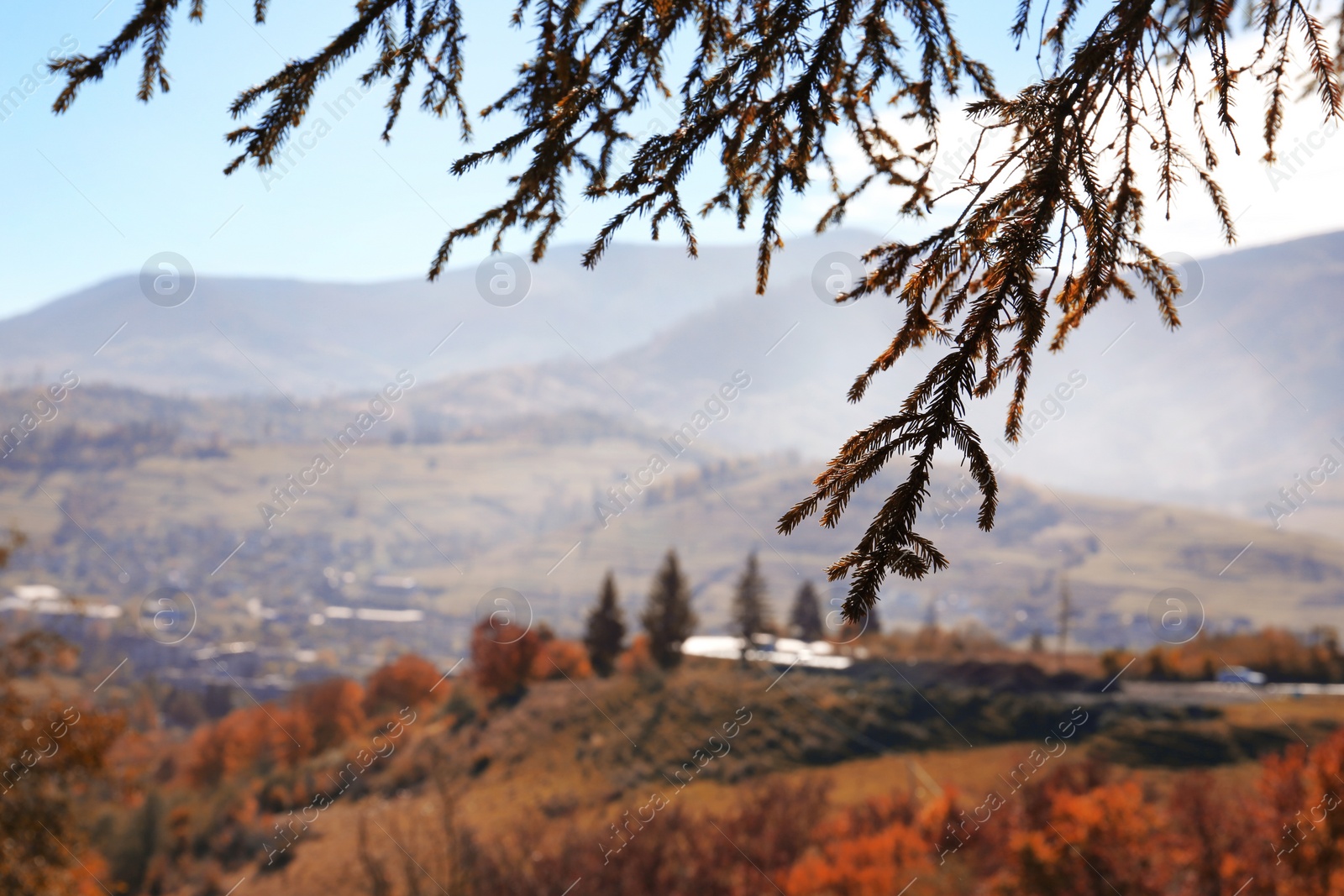 Photo of Picturesque landscape with pine tree boughs and mountains