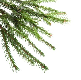 Photo of Branches of fir tree on white background