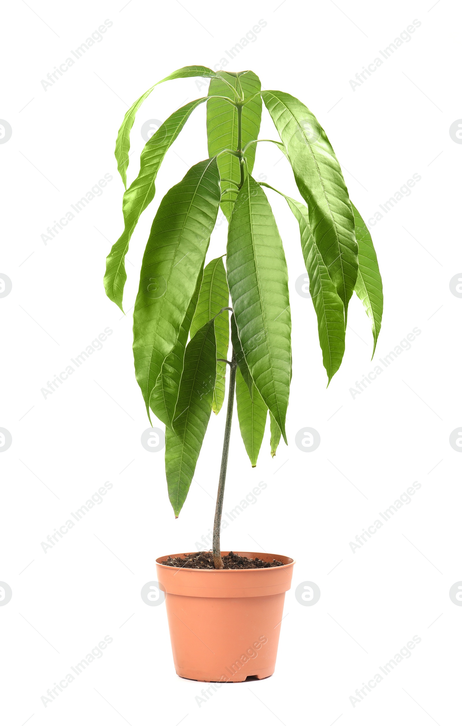 Photo of Mango plant with green leaves in flowerpot on white background