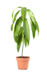 Mango plant with green leaves in flowerpot on white background