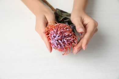 Photo of Florist holding beautiful leucospermum flower at white wooden table, closeup