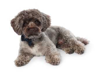 Photo of Cute Maltipoo dog with bow tie on white background. Lovely pet