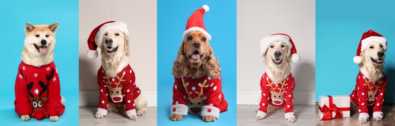 Image of Cute dogs in Christmas sweaters and Santa hats on color backgrounds. Banner design