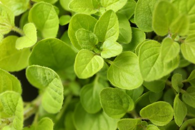 Photo of Aromatic potted oregano as background, top view