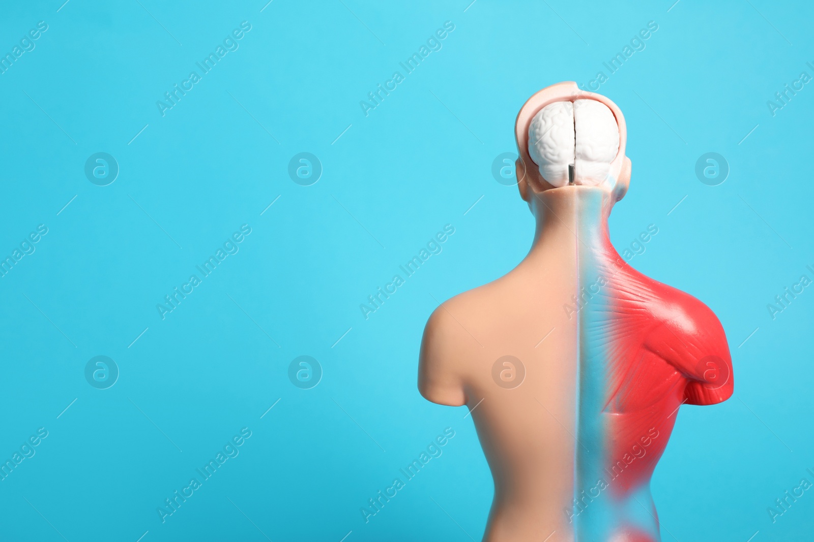 Photo of Human anatomy mannequin showing brain and muscles on light blue background. Space for text