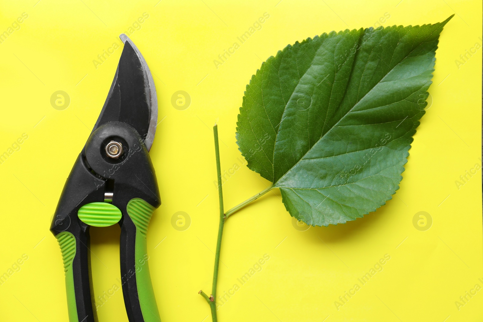 Photo of Secateur and green leaf on light yellow background, flat lay