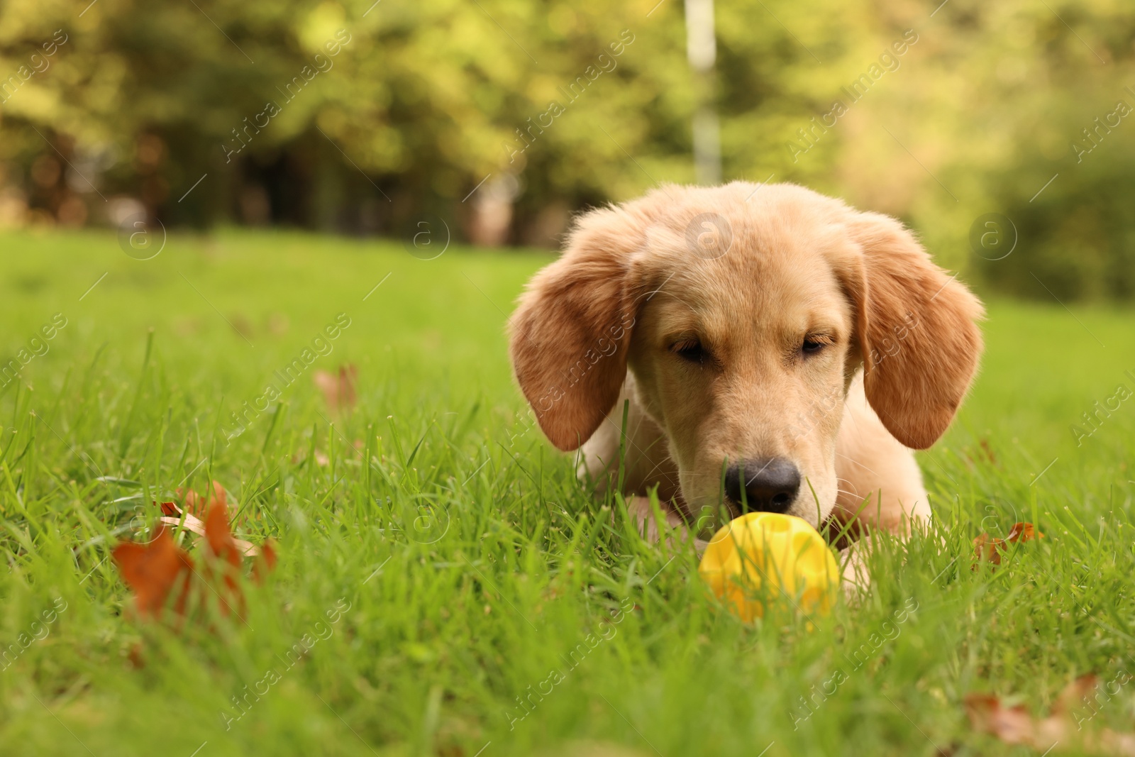 Photo of Cute Labrador Retriever puppy playing with ball on green grass in park, space for text