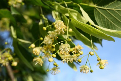Photo of Beautiful linden tree with blossoms and green leaves outdoors, closeup