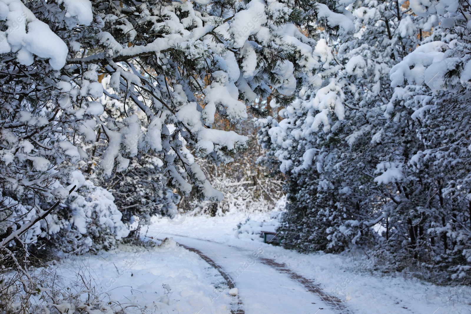 Photo of Beautiful landscape with snowy park on winter day