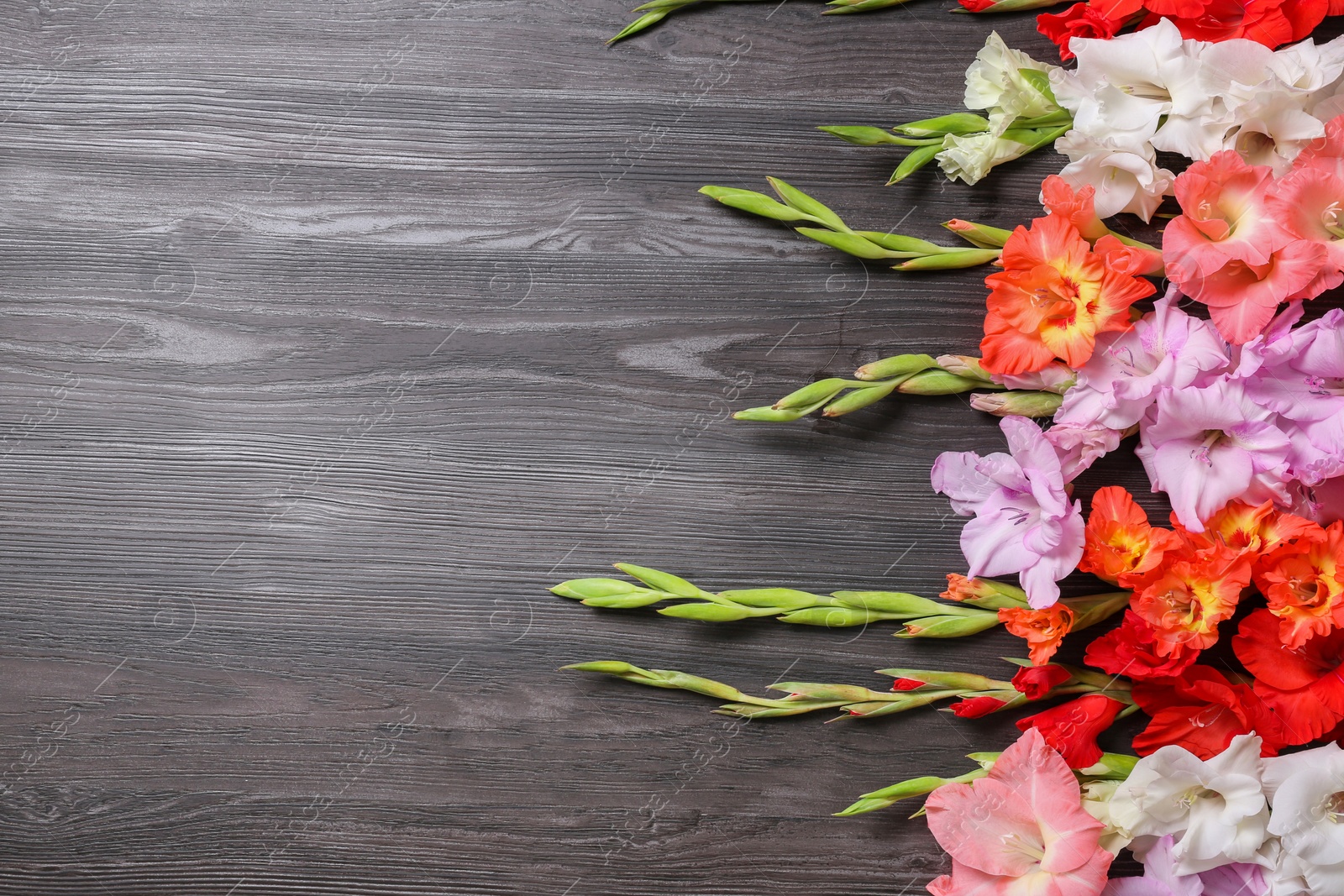 Photo of Flat lay composition with beautiful gladiolus flowers on dark wooden background. Space for text