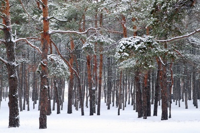 Picturesque view of beautiful forest covered with snow