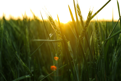 Closeup view of field with unripe spikes at sunset