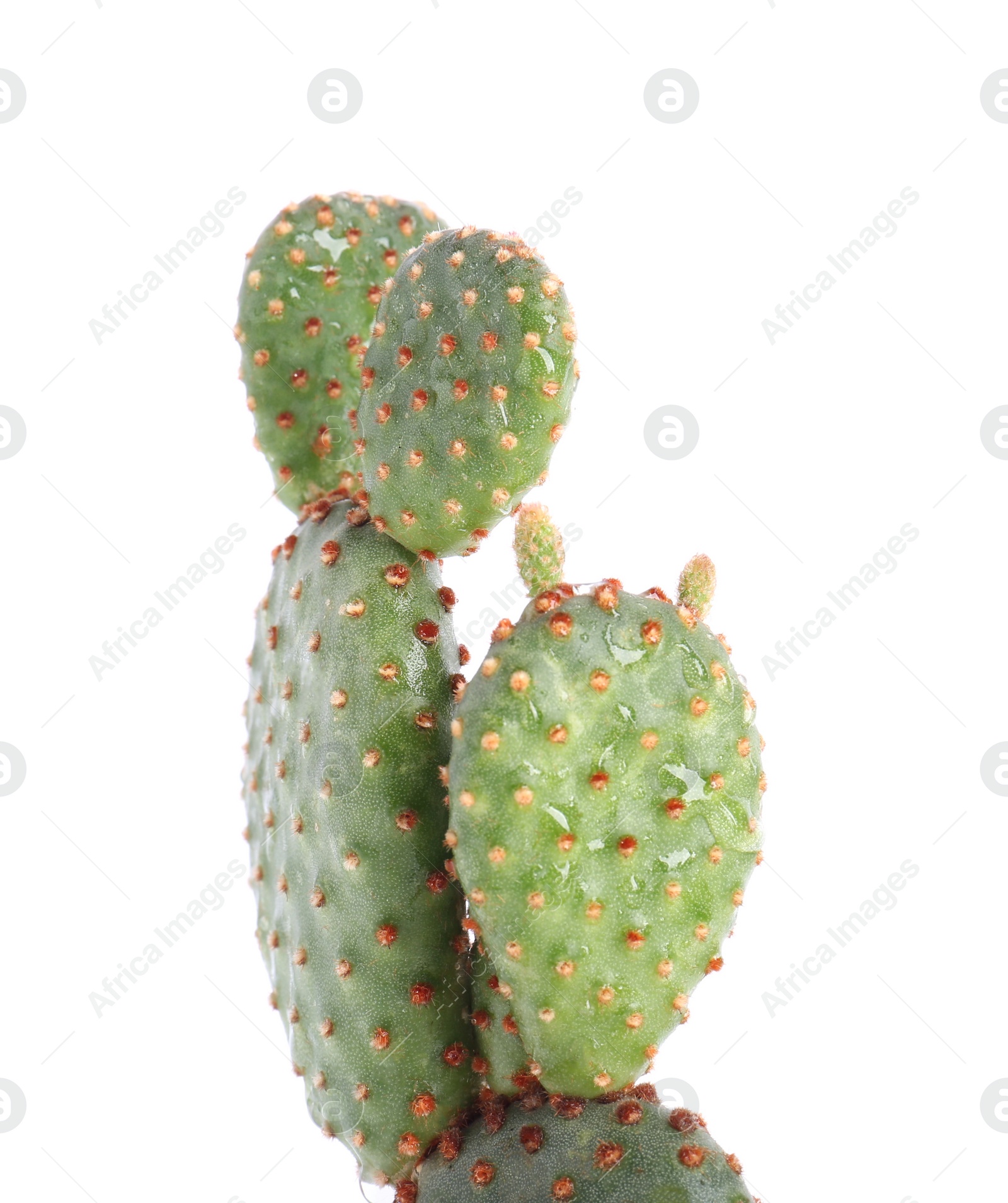 Photo of Beautiful green exotic cactus isolated on white