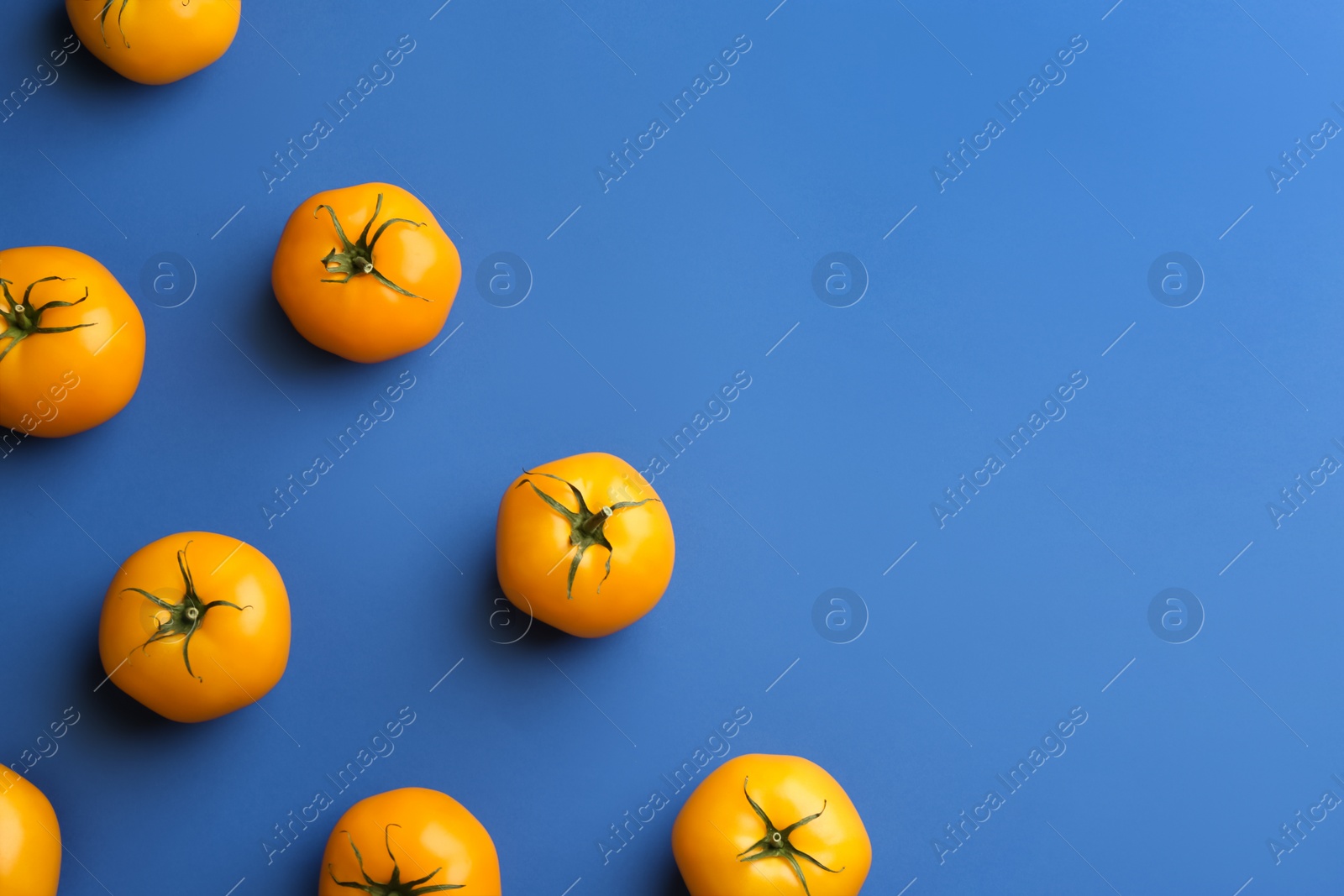 Photo of Yellow tomatoes on blue background, flat lay. Space for text