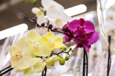 Photo of Beautiful blooming tropical orchid flowers on blurred background