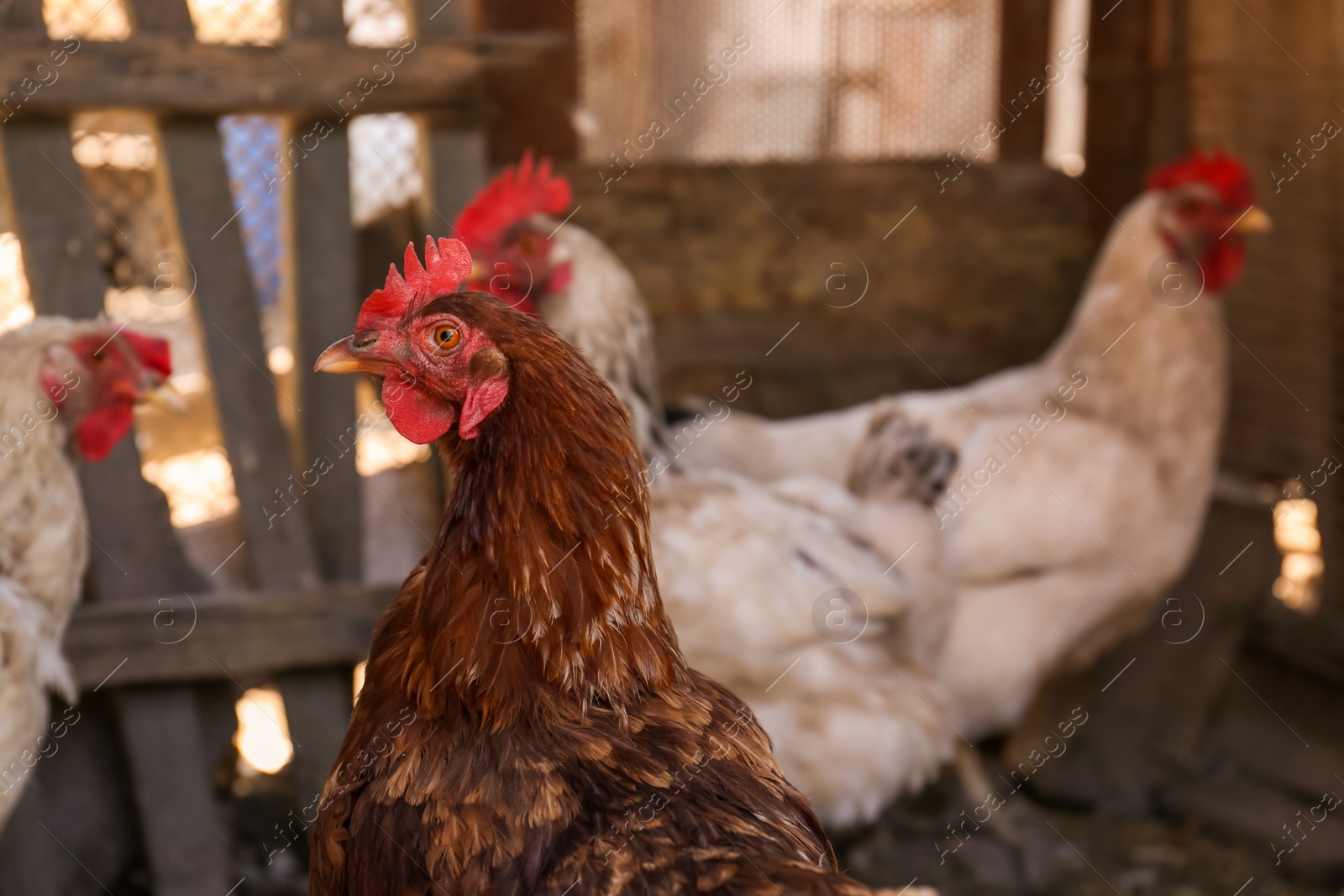 Photo of Many beautiful hens in yard. Domestic animals