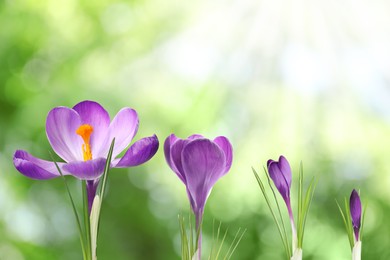 Image of Beautiful spring crocus flowers outdoors on sunny day. Stages of growth