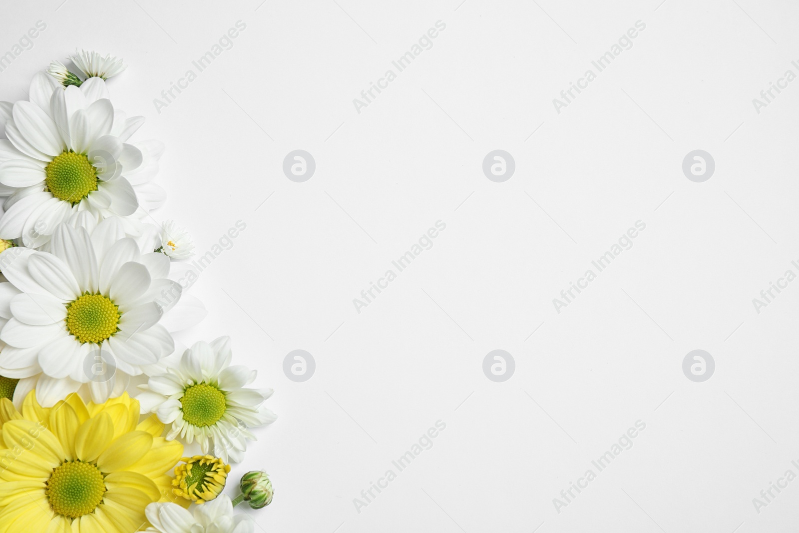 Photo of Beautiful chamomile flowers on white background, flat lay. Space for text