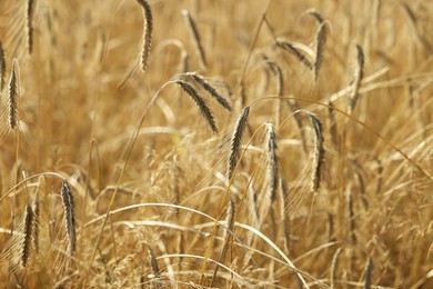 Photo of Beautiful ripe spikes of barley in agricultural field