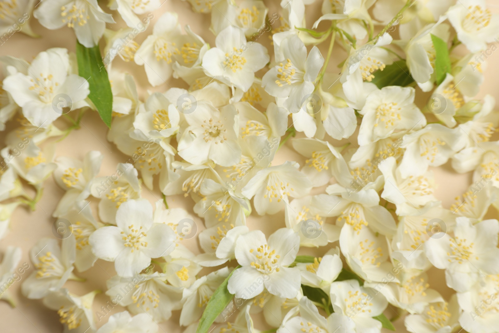 Photo of Many aromatic jasmine flowers on beige background, flat lay