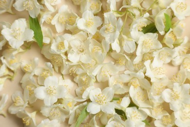 Many aromatic jasmine flowers on beige background, flat lay