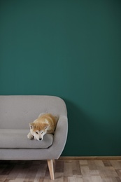 Cute Akita Inu dog lying on sofa near color wall. Space for text
