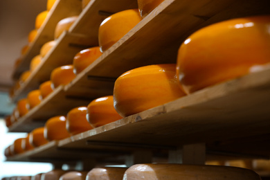 Photo of Fresh cheese heads on rack in factory warehouse