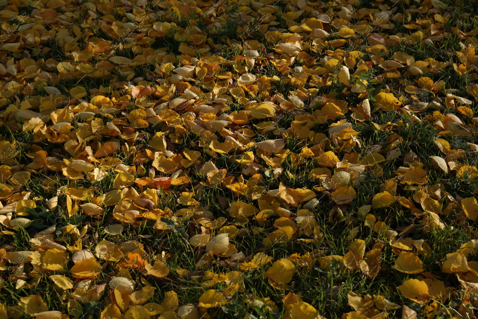 Photo of Beautiful dry leaves on grass outdoors. Autumn season