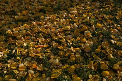 Photo of Beautiful dry leaves on grass outdoors. Autumn season