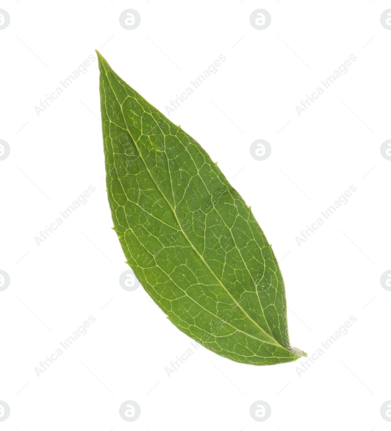 Photo of Fresh green jasmine leaf isolated on white