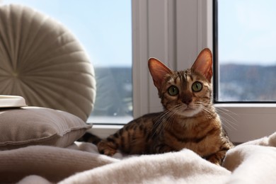 Cute Bengal cat on windowsill at home. Adorable pet