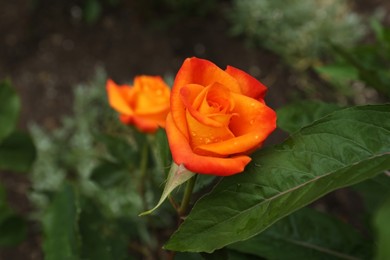 Photo of Beautiful orange rose flower with dew drops in garden, above view